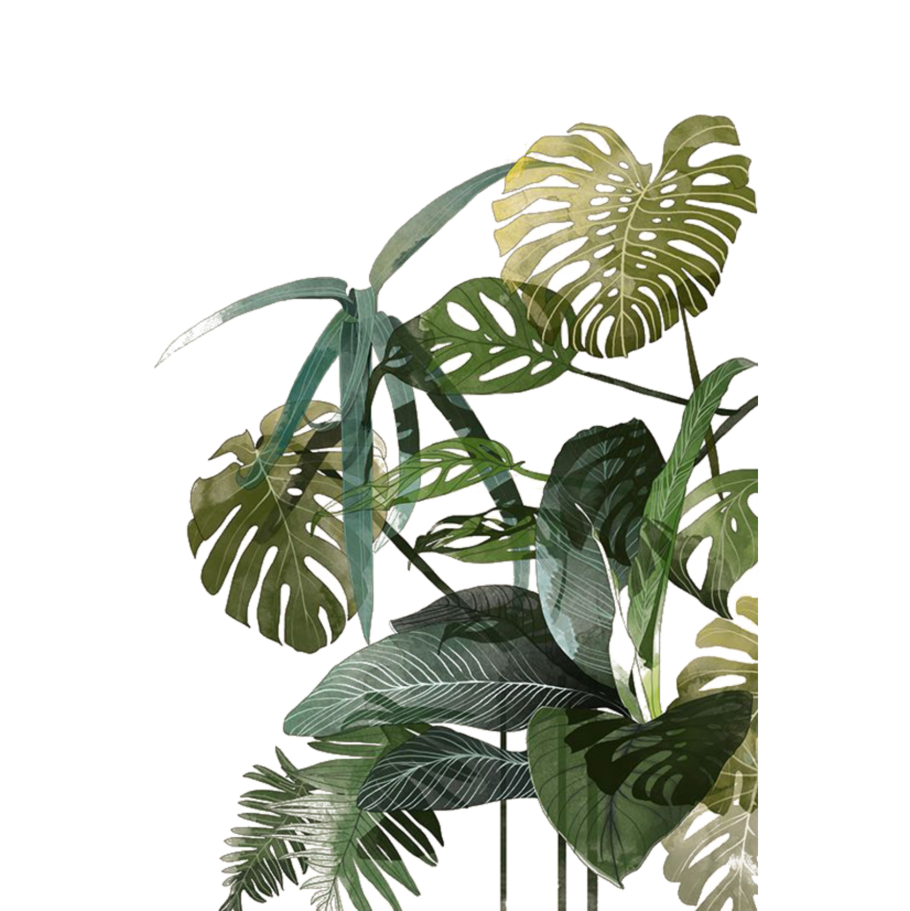 Монстера растение рисунок карандашом