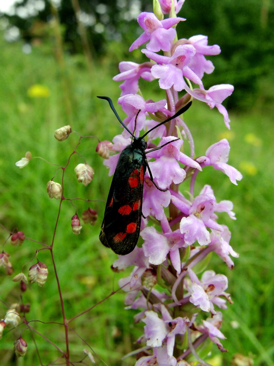 Gymnadenia conopsea