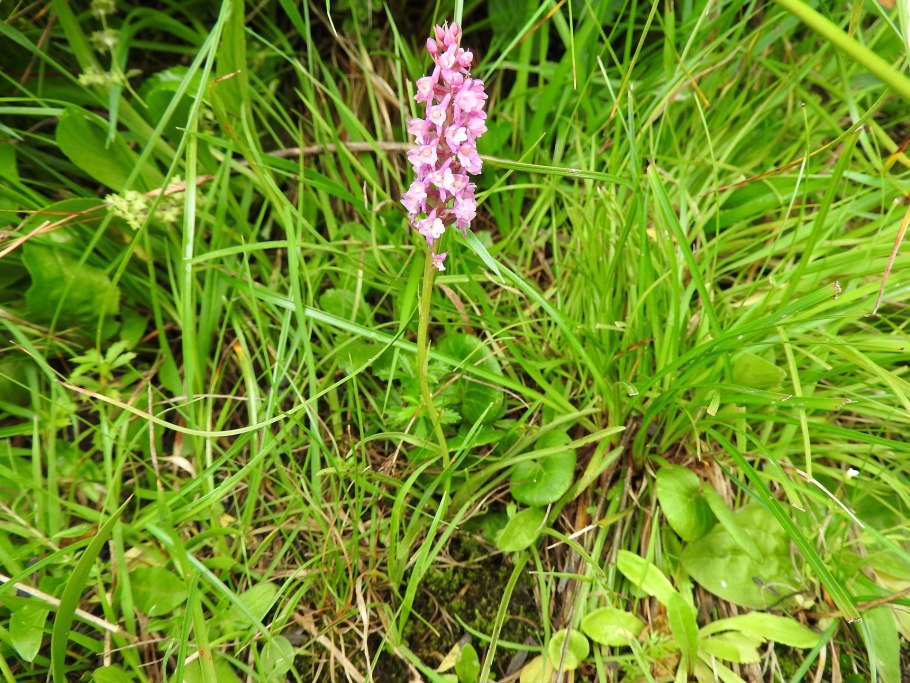 Gymnadenia conopsea