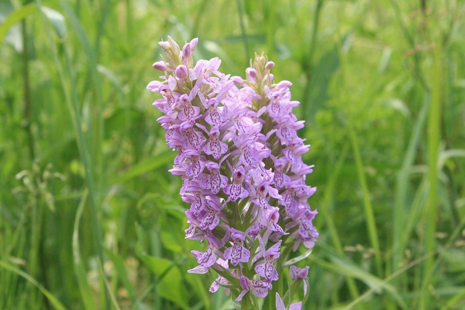 *Кокушник ароматнейший Gymnadenia odoratissima