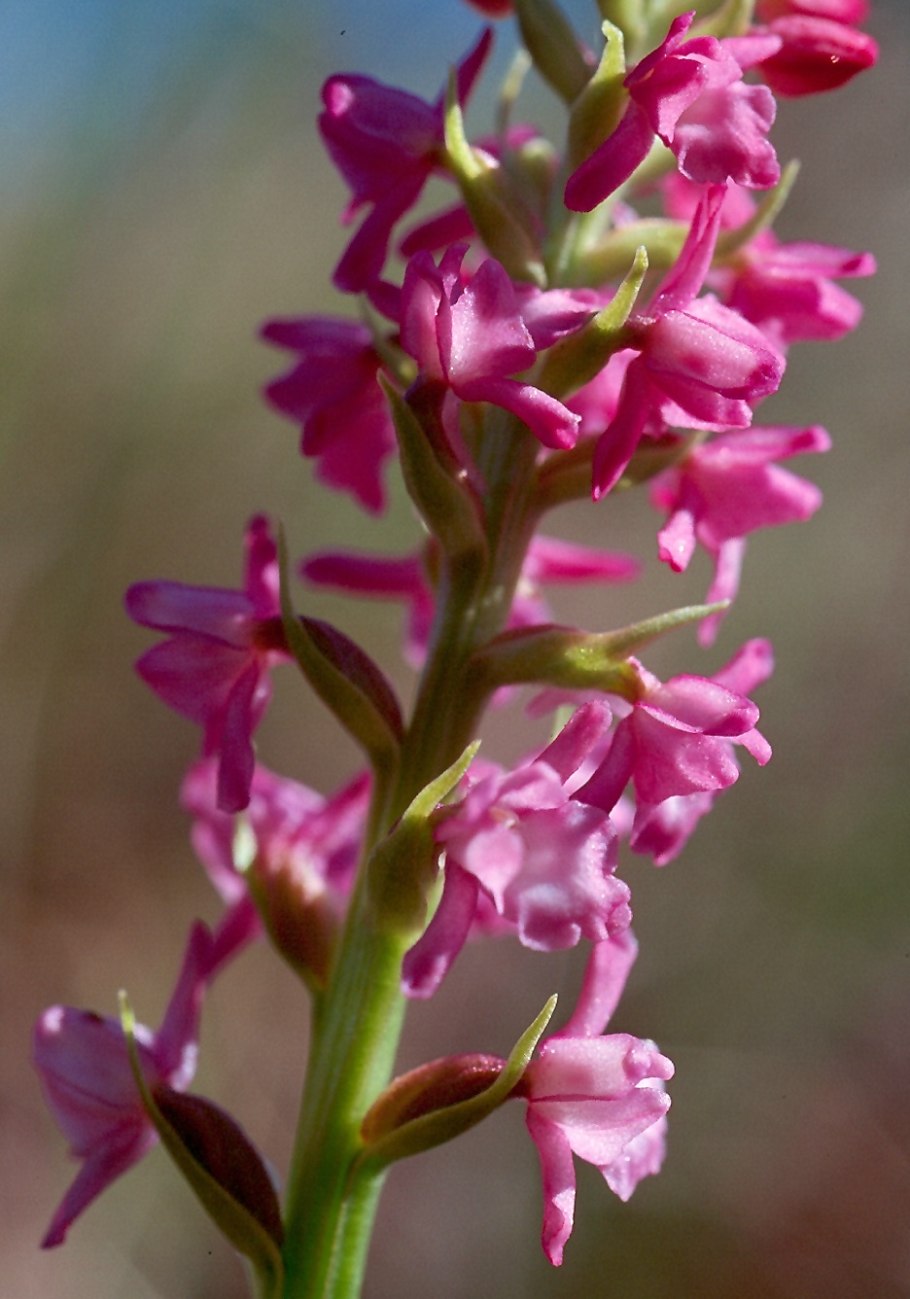 Gymnadenia conopsea