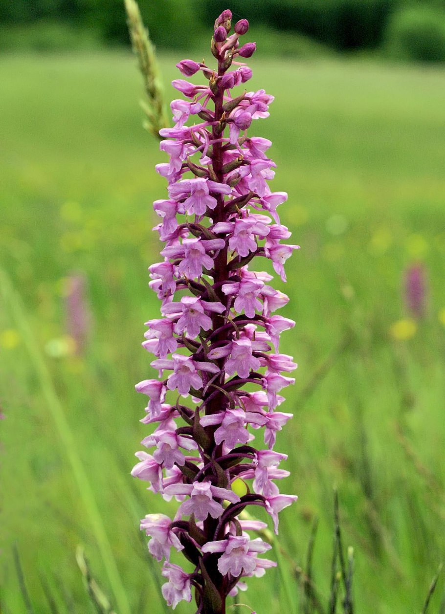*Кокушник ароматнейший Gymnadenia odoratissima