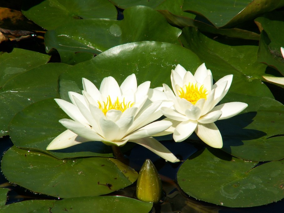 Кувшинка белая (Nymphaea Alba)