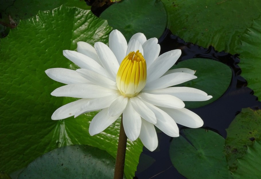 Кубышка желтая (Nuphar lutea)