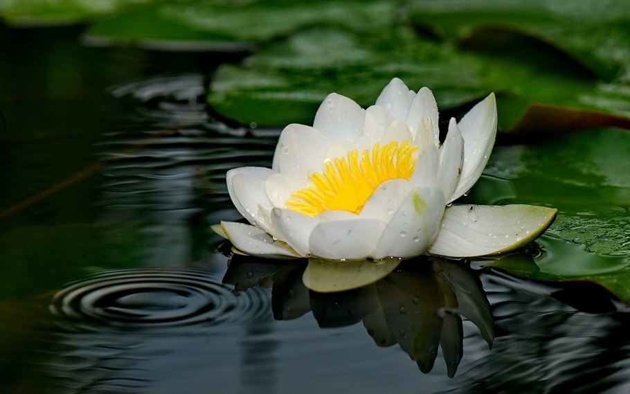 Водяная Лилия/Nymphaea