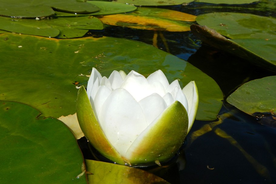 Nymphaea odorata