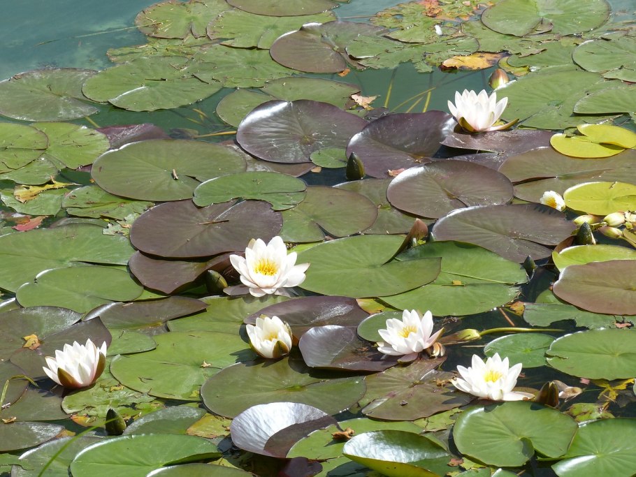 Кувшинка белая Nymphaea Alba l.