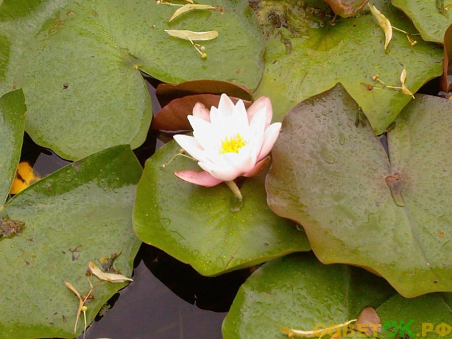 Кувшинка белоснежная — Nymphaea Candida j. et c. Presl