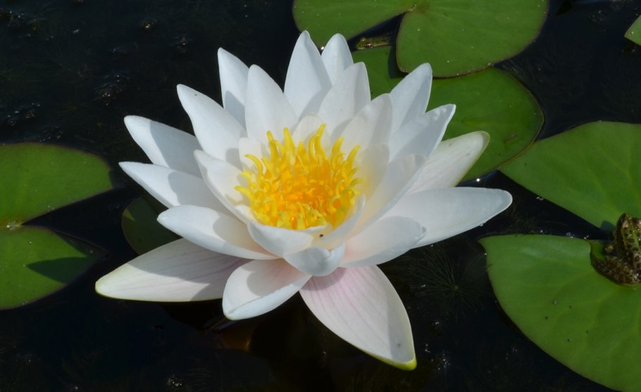 Кувшинка белоснежная Nymphaea Candida