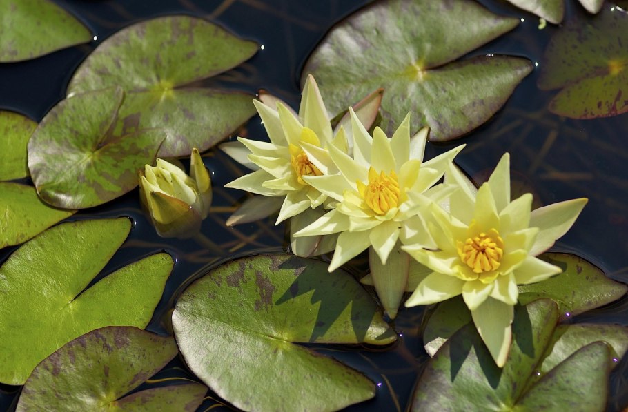 Водяная Лилия/Nymphaea