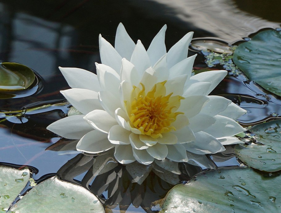 Кувшинка белая Nymphaea Alba l.