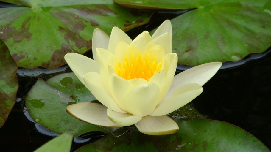 Кувшинка белая (Nymphaea Alba)