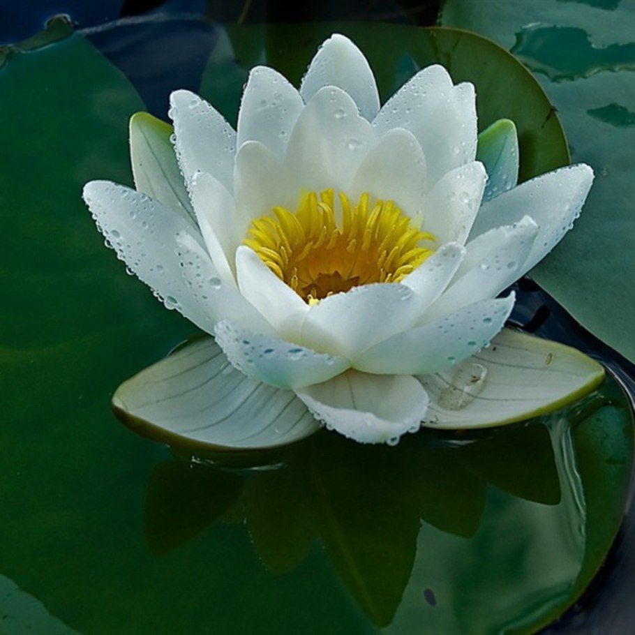 Кувшинка чисто-белая (Nymphaea Candida)
