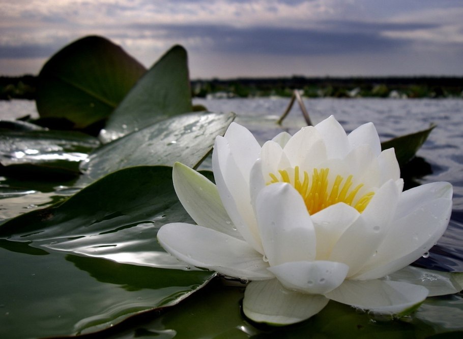 Кувшинка белоснежная Nymphaea Candida