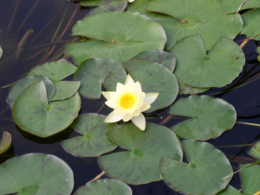 Кувшинка белая (Nymphaea Alba)