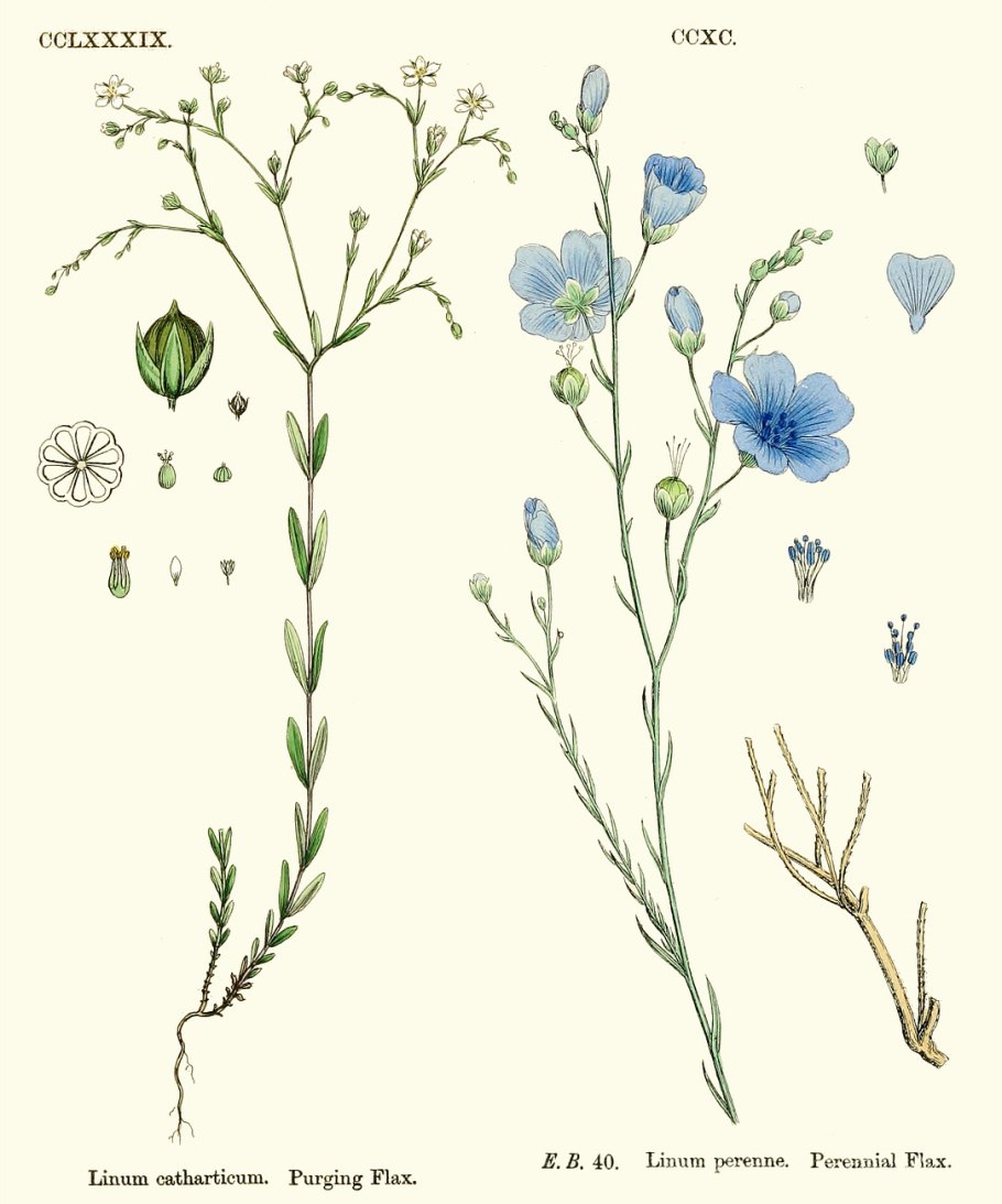 Лен полевой