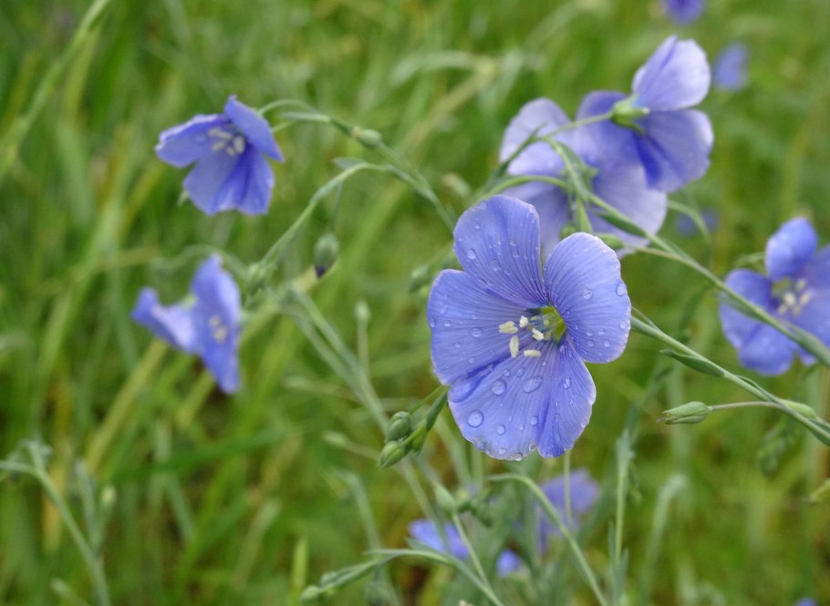 Желтушник левкойный (Erysimum cheiranthoides l.)