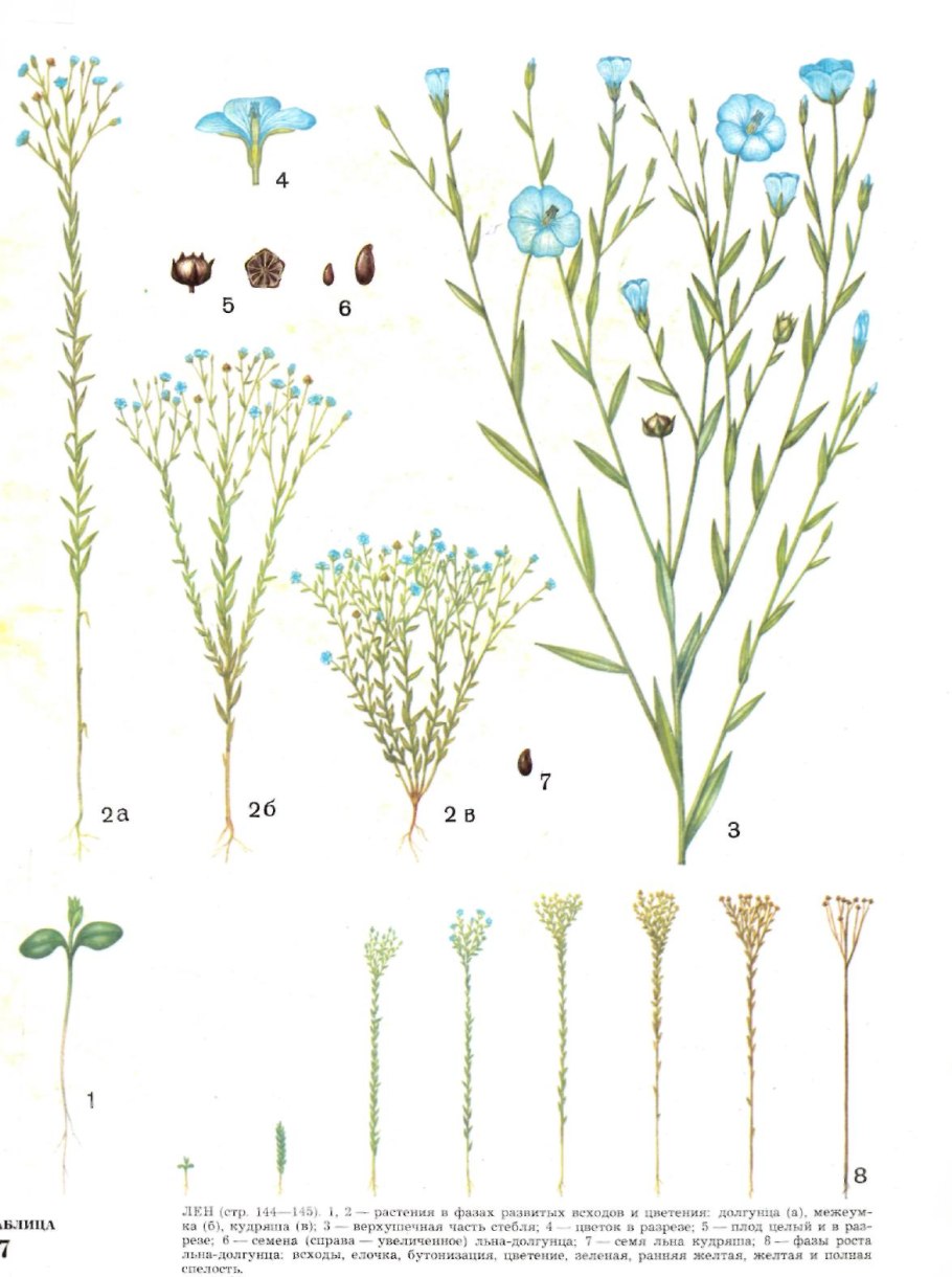 Лютики синие полевые