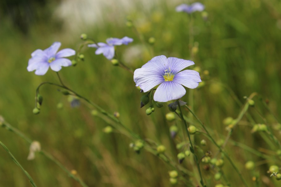Лен обыкновенный