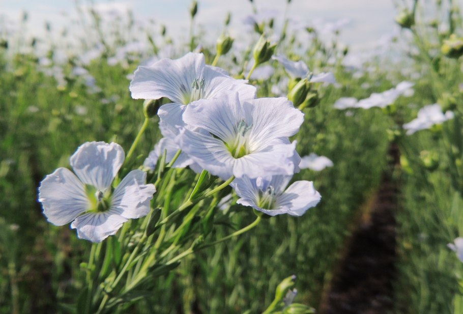 Лен обыкновенный Фармакогнозия