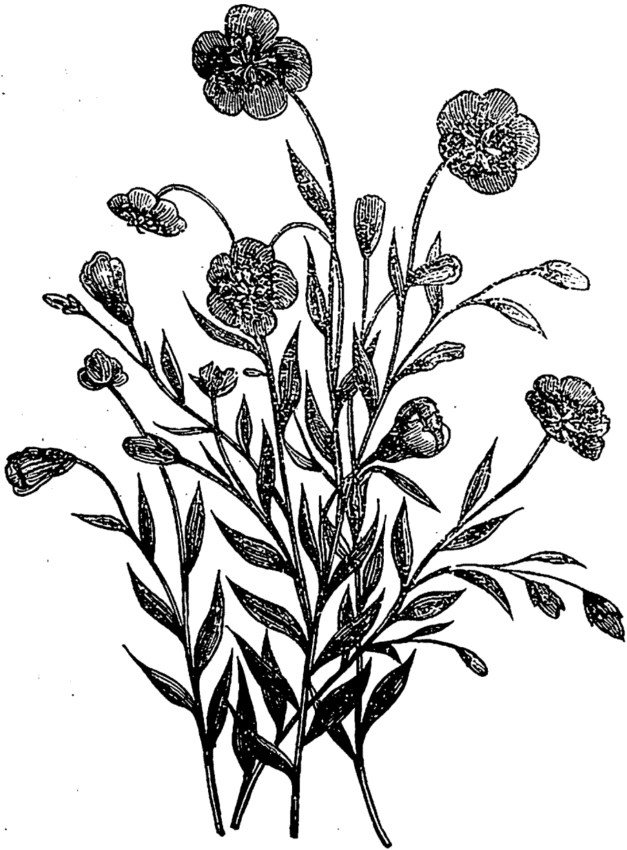 Рапс Луговой