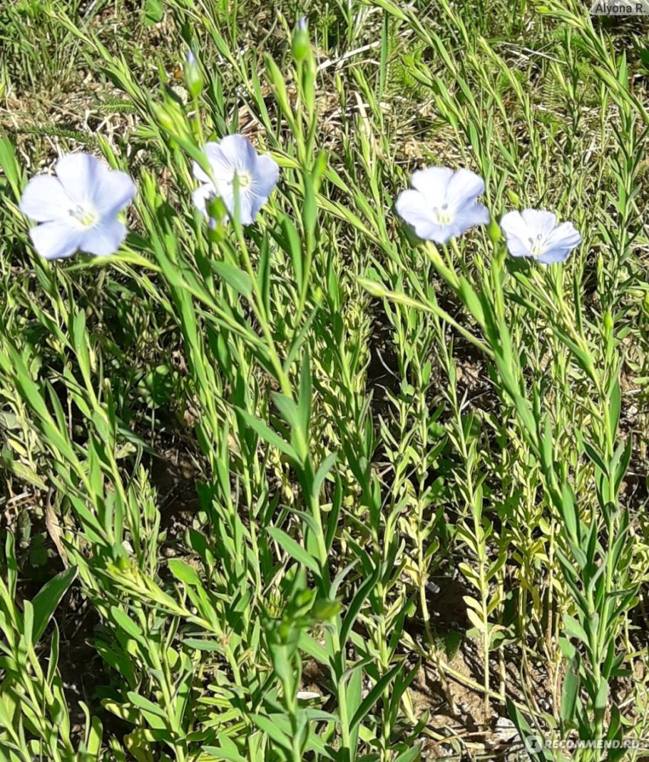 Растение лён желтой спелости рисунок