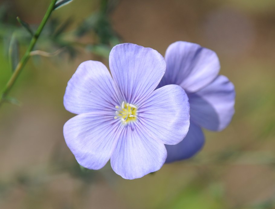 Рыжик масличная культура