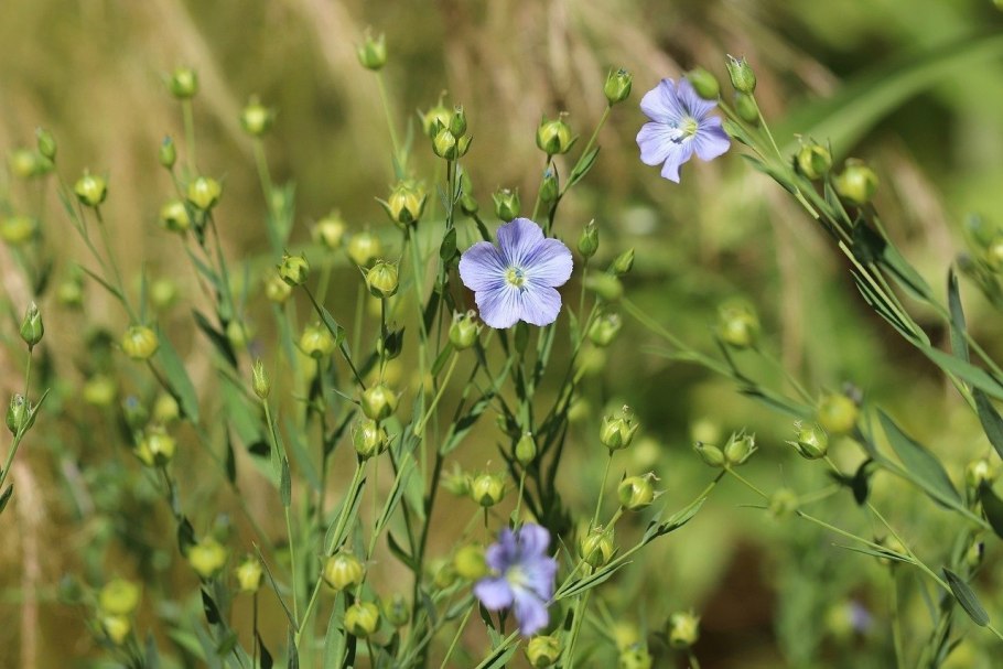 Рыжик льновый Camelina linicola