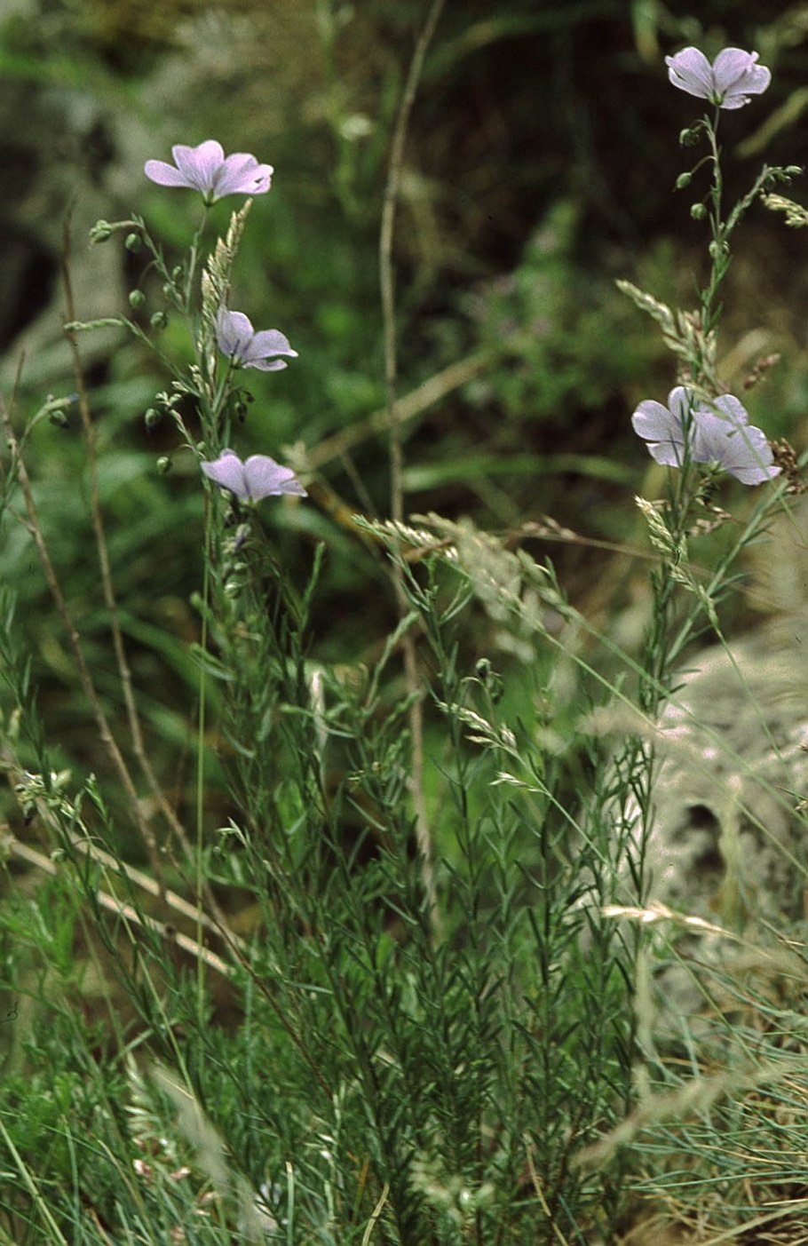 Лён обыкновенный (Linum usitatissimum l.)