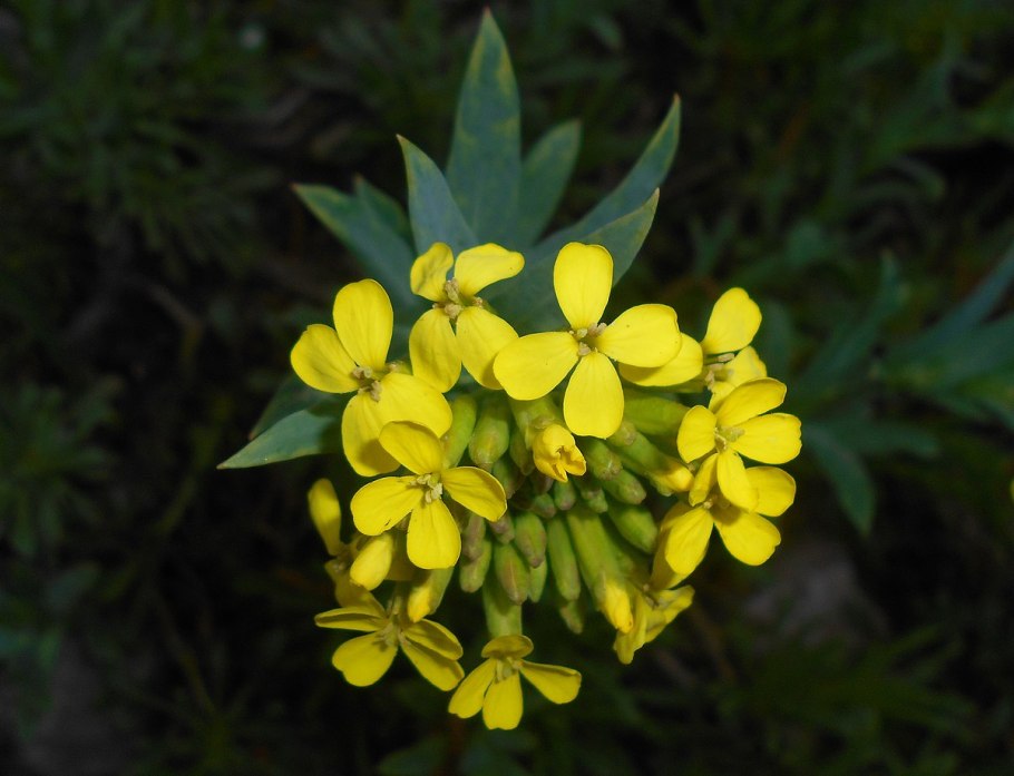 Лён жёлтый Linum flavum