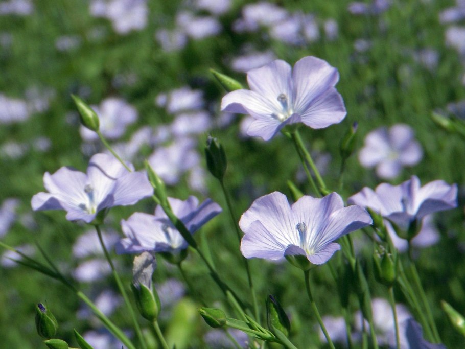 Лен Кудряш масличный