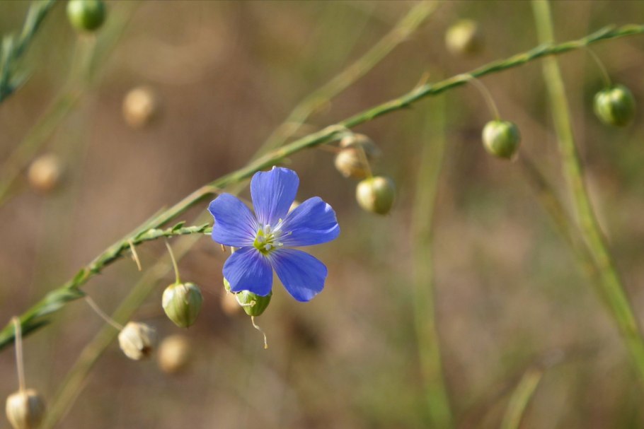 Лен Кудряш масличный