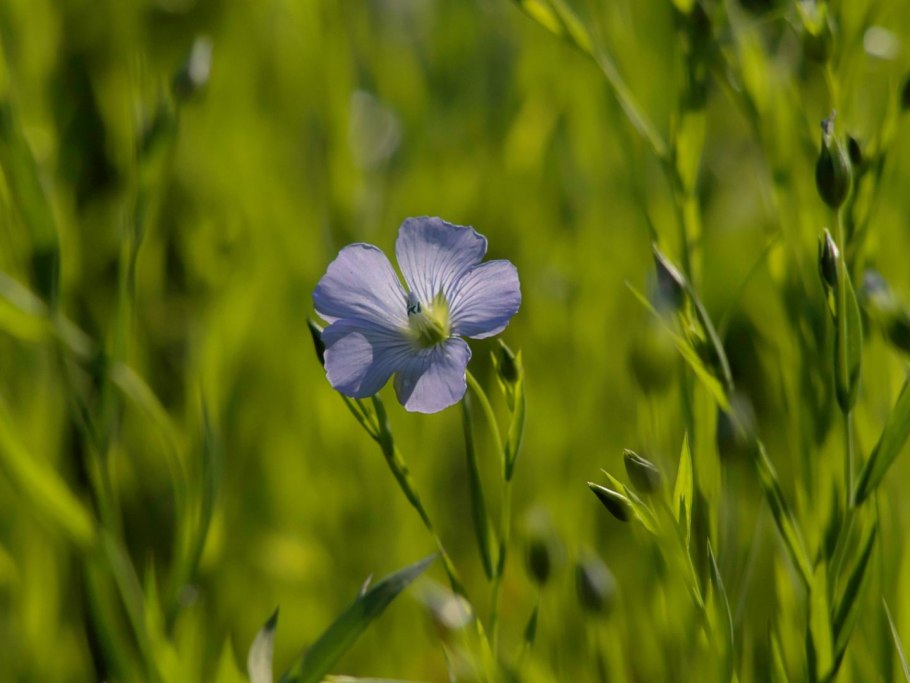 Лен обыкновенный ГФ