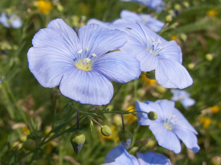 Лён обыкновенный долгунец