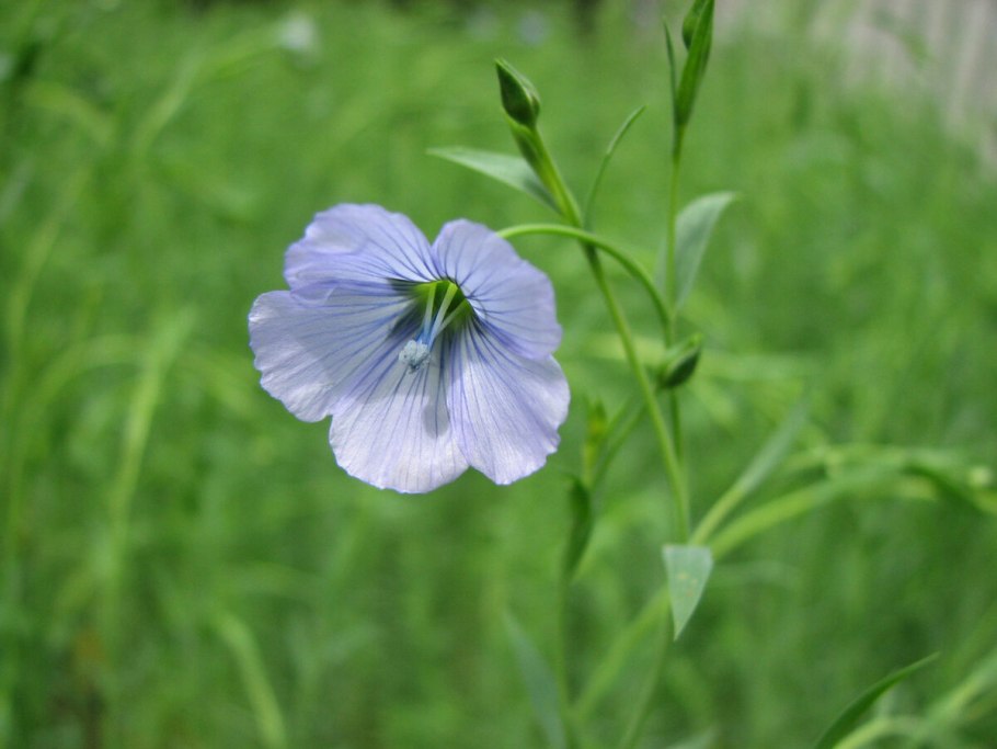 Алиссоидес вздутый