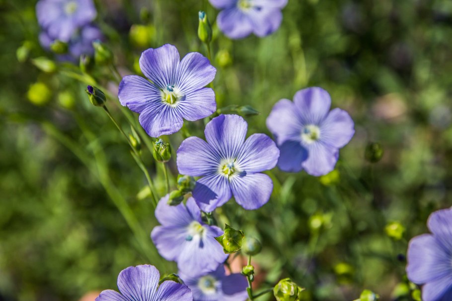 Linum viscosum