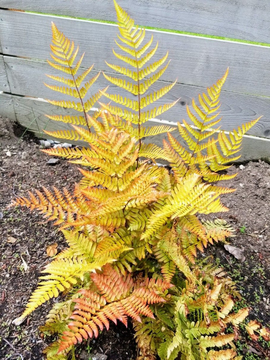 Щитовник красносорусовый