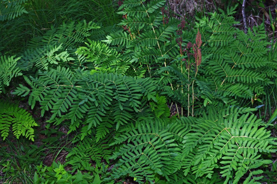 Щитовник красносорусовый