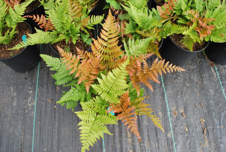 Щитовник красносорусовый (dryopteris erythrosora)