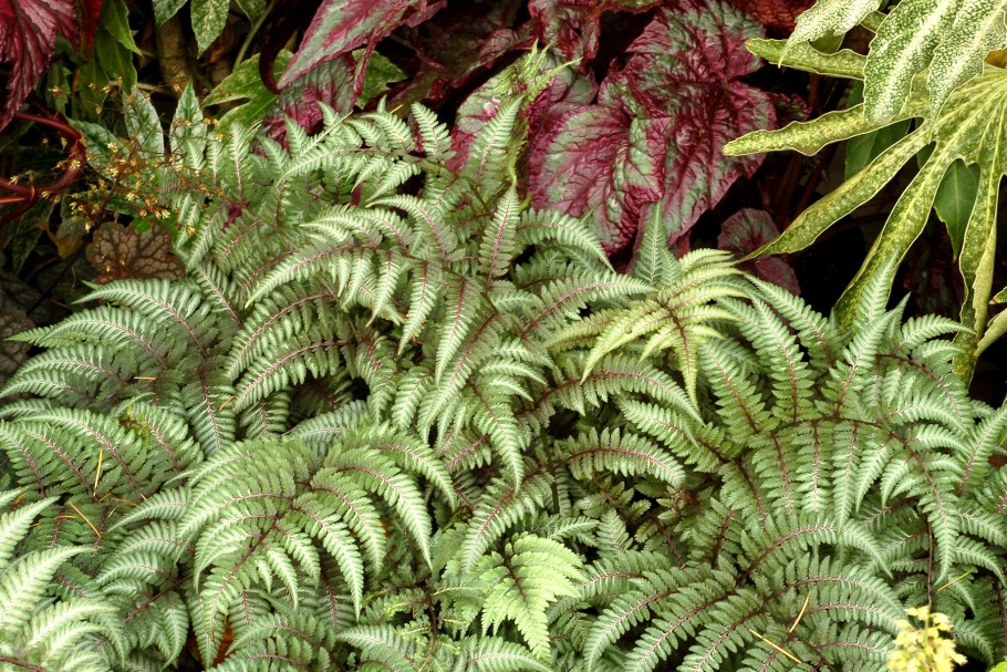 Кочедыжник ниппонский Pewter Lace