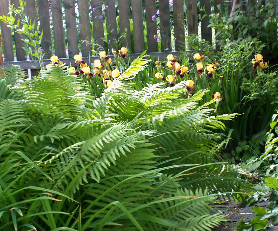 Щитовник красносорусовый (dryopteris erythrosora)