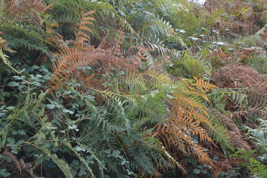 Папоротник Осмунда азиатская