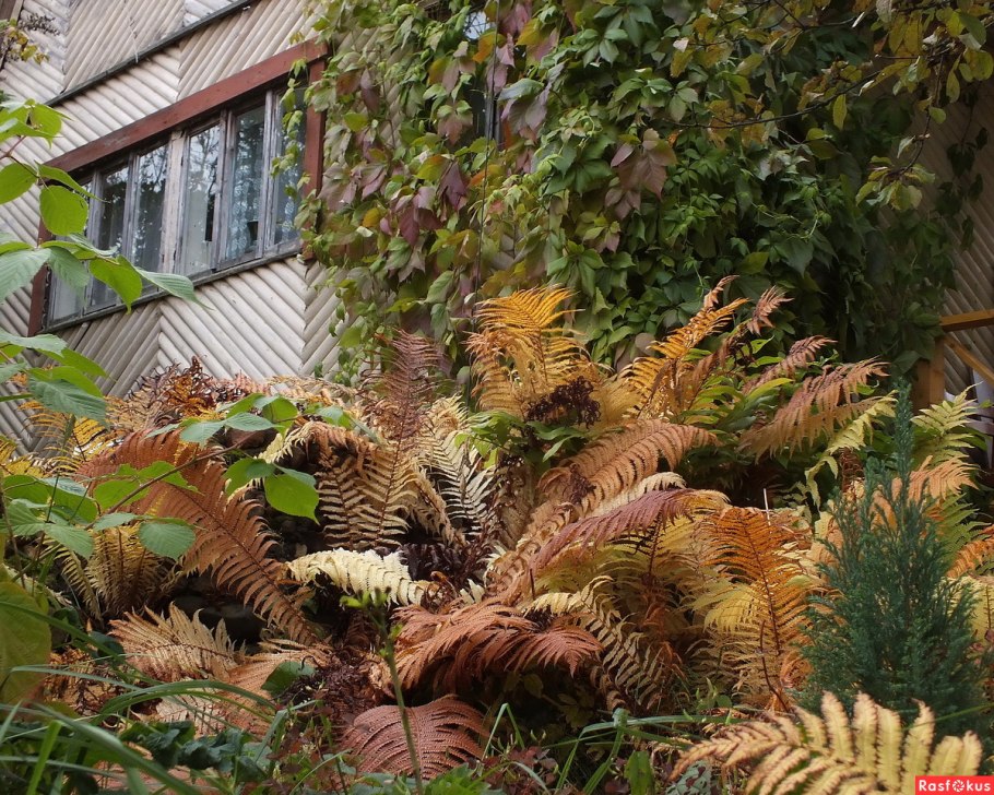 Осень Тропина