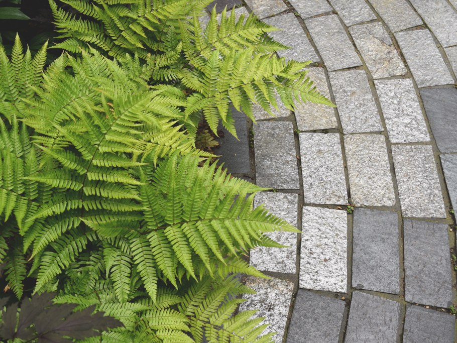 Купена и папоротник