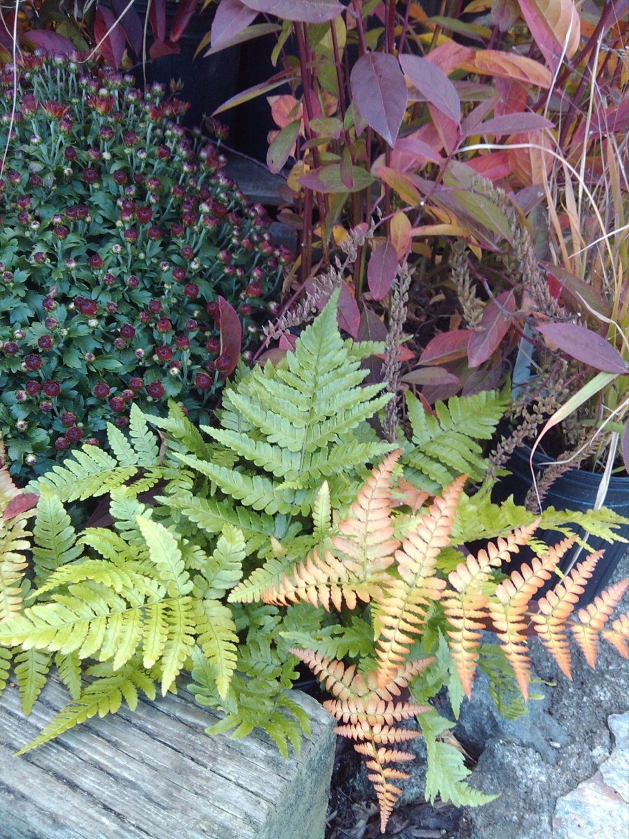 Dryopteris erythrosora Brilliance