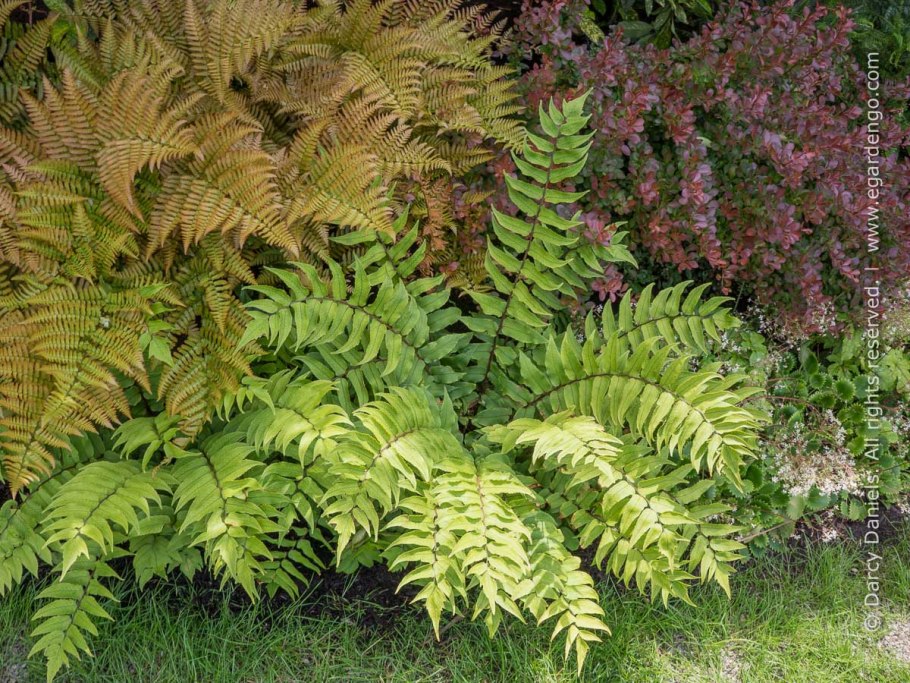 Циртомиум Форчуна