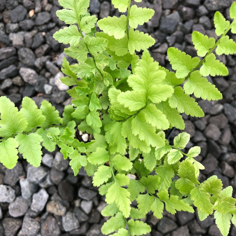 Папоротник адиантум венерин