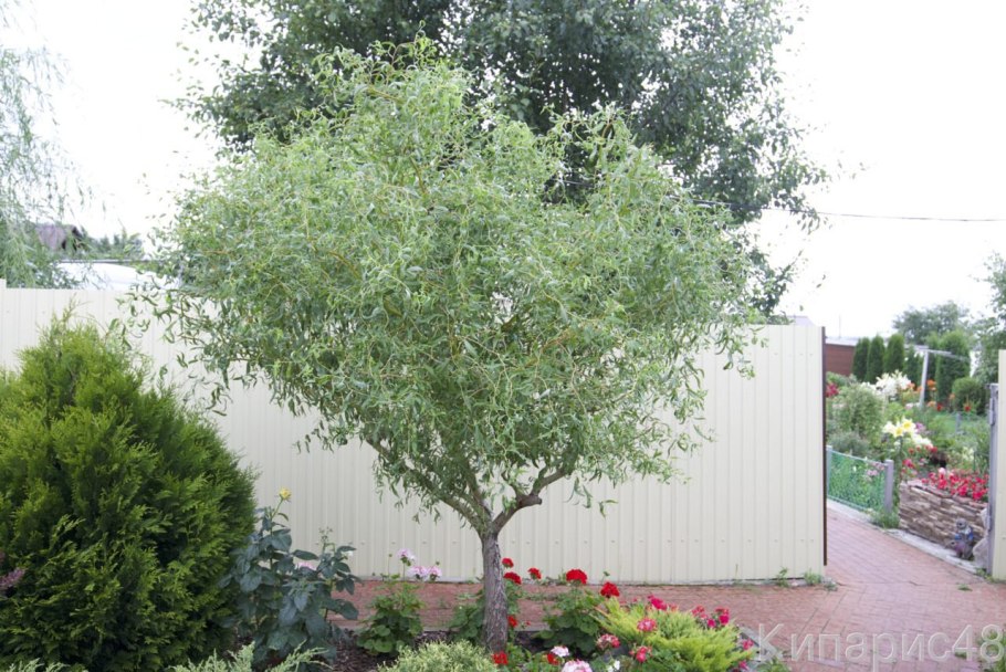 Ива белая Матсудана