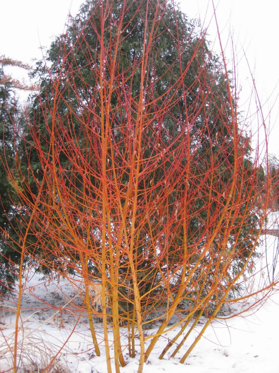 Ива Извилистая пирамидальная