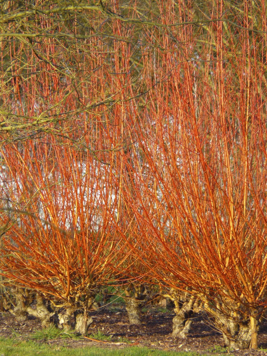 Ива гибридная Извилистая коралл (Salix x korall)